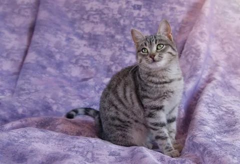 A striped gray young cat sits on a purple bedspread at home. Side glance. Stock Photos