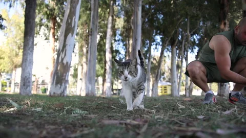 Striped grey cat Stock Footage 238725869