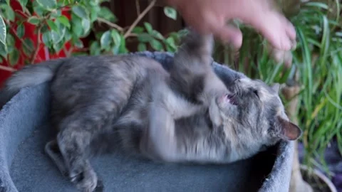 Striped grey cat plays with human hand. Video stock 252447441
