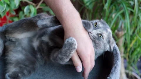 Striped grey cat plays with human hand. Video stock 252447585