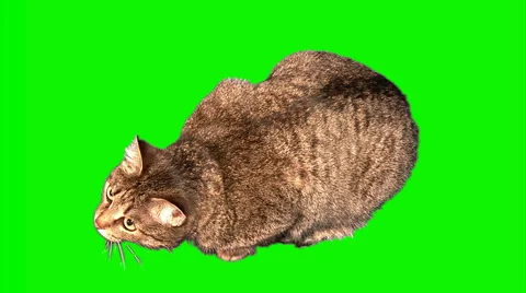 Striped grey cat sitting Stock Footage 43461311