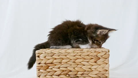 Striped Grey Kitten cuddling with a small ball. Cute Ginger Kitten playing with Stock Footage 157369066