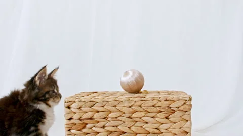 Striped Grey Kitten cuddling with a small ball. Cute Ginger Kitten playing with Stock-Footage 158115934