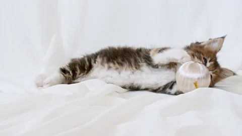 Striped Grey Kitten cuddling with a small ball on a White Background. Cat 動画素材 158551219