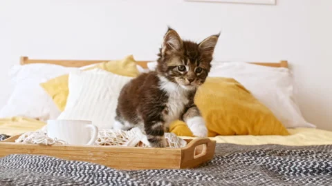 Striped Grey Kitten Playing on the Bed. Cute Little Grey Cat observes. Cute Stock Footage 157368965