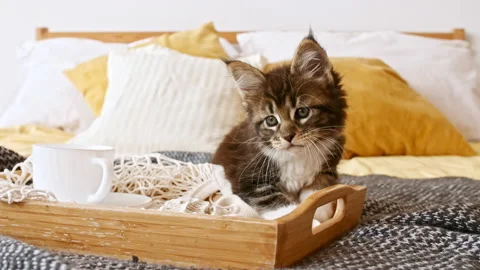 Striped Grey Kitten Playing on the Bed. Cute Little Grey Cat observes. Cute Stock-Footage 161724636