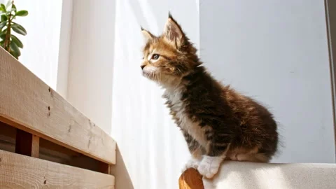 Striped Grey Kitten sits on the sofa in the lights of a sun. Cat hunt. Kitten Stock Footage 157020500