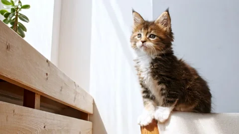 Striped Grey Kitten sits on the sofa in the lights of a sun. Cat hunt. Kitten Stock Footage 157368954