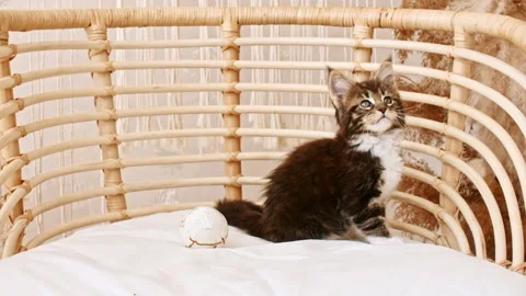 Striped Grey Kitten Sitting on the Couch. Cat Show. Very Adorable and Cared for Stock Footage 161080161