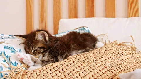 Striped Grey Kitten Sitting on the Couch. Cat Show. Very Adorable and Cared for Stock Footage 161542465
