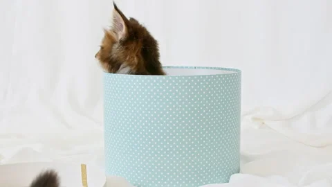 Striped Grey Kittens in a Present Blue Box Happy Birthday Gift Surprise. Cat Stock Footage 161079389
