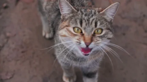Striped grey red cat meows on camera Stock Footage 183577443