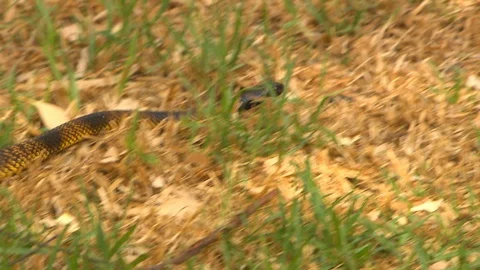 Striped gwardar snake slithering in the grass Video stock 112341189