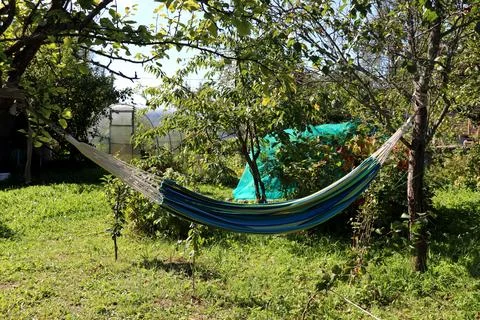 A striped hammock hangs between apple trees in a garden opposite a greenhouse Stock Photos