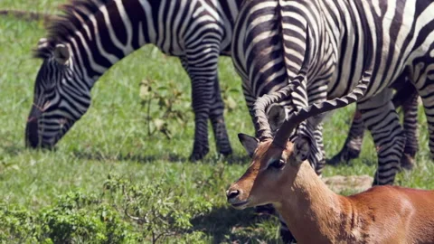 Striped Harmony With Impala in Lake Nakuru's Vibrant Grasslands Stock Footage 331991655