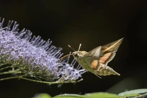 Striped Hawk-Moth Hovering in Close Up Over a Wildflower Foto stock