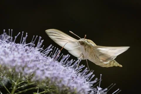 Striped Hawk-Moth in Hovering Flight Feeding on a Wildflower Foto stock
