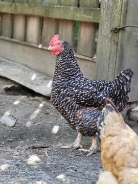 Striped Hen in Yard Side View 스톡 사진