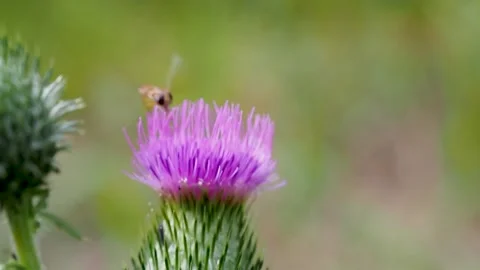 A striped hoverfly lands on a flowering burdock Stock Footage 296171590