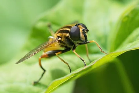 Striped hoverfly on a leaf Foto stock