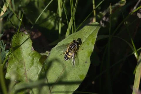 Striped hoverfly rests on a green leaf in dappled sunlight Stock Photos