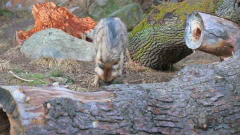 Striped Hyaena, Hyaena Hyaena, watching nearby Stock Footage 263765662