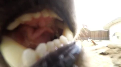 Striped hyena bites camera Stock Footage 49302967