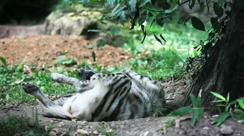 Striped hyena Stock Footage 8607109