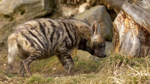 Striped hyena (Hyaena hyaena) Stock Footage 87804963