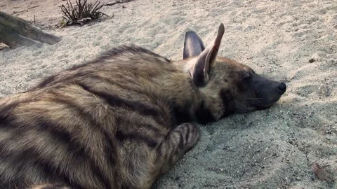 Striped hyena (Hyaena hyaena) Stock Footage 259162553
