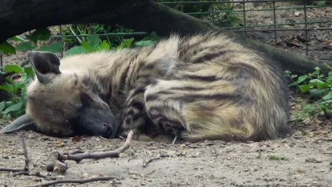 Striped hyena (Hyaena hyaena) Video stock 283011759