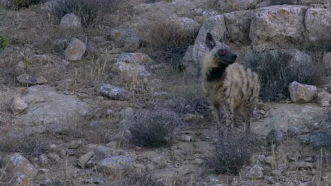 Striped Hyena (Hyaena hyaena) Looking for food in the desert Vídeo Stock 249069710