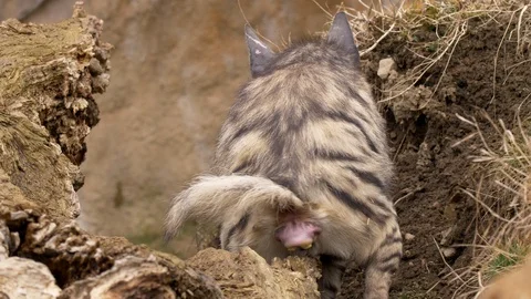 Striped hyena (Hyaena hyaena) scent marking 스톡 동영상 87804510