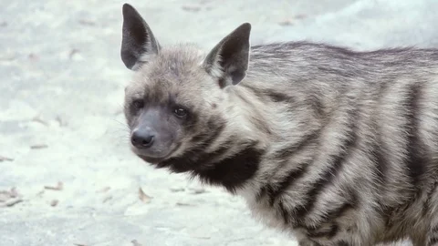 Striped hyena (Hyaena hyaena). Wild life animal. Close-up Stock Footage 82140225