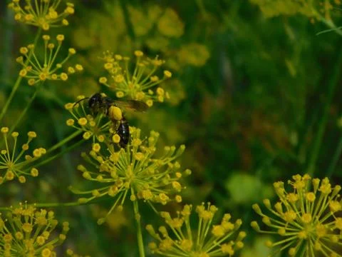 Striped insect Stock Photos