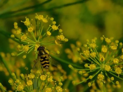 Striped insect Stock Photos