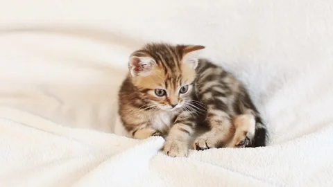 A striped kitten on a blanket Stock Footage 155199749