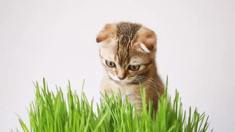 Striped kitten Stock Footage 157734343