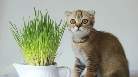 Striped kitten with grass Stock Footage 157885496