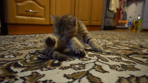 The striped kitten looks Stock Footage 102048693