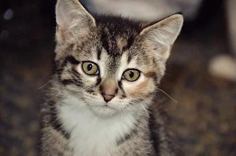 Striped Kitten Stock Photos