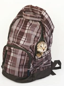 The striped kitten Stock Photos