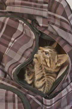 The striped kitten Stock Photos