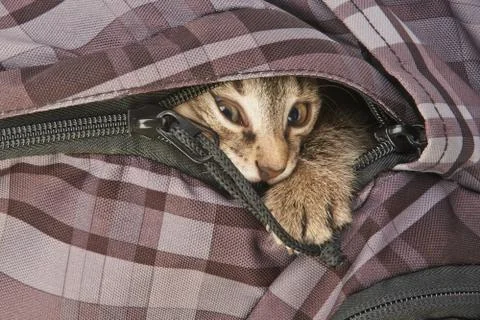 The striped kitten Stock Photos