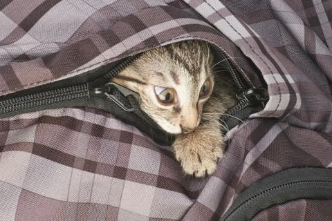 The striped kitten Stock Photos