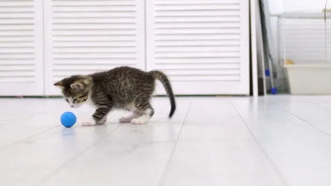 Striped kitten playing blue ball in modern scandinavian interior home. Cat Stock Footage 145468601