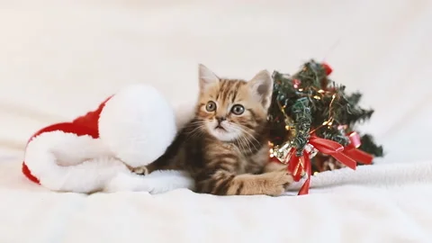 Striped kitten playing with Christmas tree Stock Footage 155293120