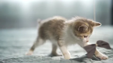 Striped kitten playing with paper bow on string in modern interior home. cat Video stock 164038861
