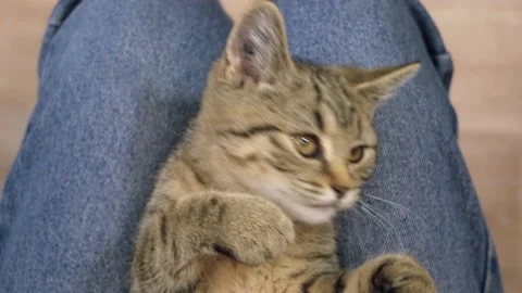 Striped kitten plays biting hands Stock Footage 186622809