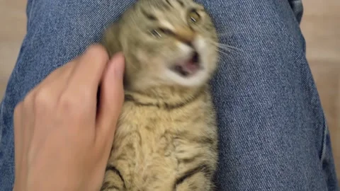 Striped kitten plays Stock Footage 184967633